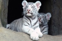 В крымском сафари-парке «Тайган» родились тигрята редкого окраса