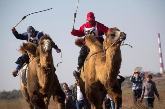 «Астраханская вобла» и «астраханский верблюд» стали новыми региональными брендами