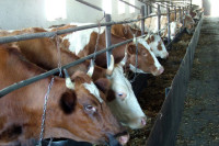 Крупнейшая ферма Сибири получила новых коров