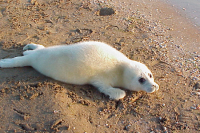 Умаханов призвал внести каспийского тюленя в Красную книгу