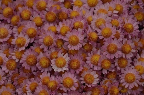 В Крыму принцессой Бала хризантем выбрали «Рязаночку»