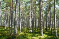 Для безвозмездного пользования лесными участками разрешили заключать типовые договоры