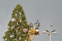 В Никитском ботаническом саду вместо ёлки нарядили мамонтово дерево