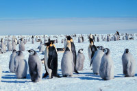 Антарктиду сочли бесполезной ещё до её официального открытия