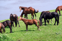 В Совете Федерации обсудят меры по развитию отрасли коневодства