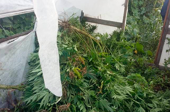 Кому в России разрешат выращивать наркосодержащие растения?