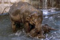 В Московском зоопарке 14 февраля слонов покормят «печеньями-валентинками» 