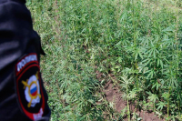 ФАС поддержала законопроект о культивации наркосодержащих растений