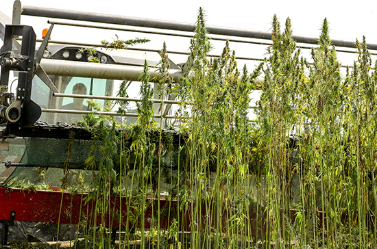Промышленное выращивание конопли в россии желтые пятна на листьях конопля