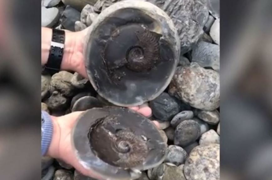 В Британии обнаружили ископаемого моллюска возрастом 185 миллионов лет