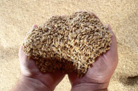 Россия обеспечила независимость семенного фонда пшеницы