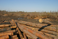 Минпромторг предложил усилить контроль за экспортерами необработанных лесоматериалов