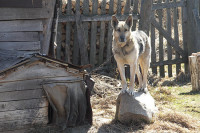 Общественные инспекторы проконтролируют обращение россиян с животными