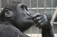 Зоопаркам могут упростить процедуры закупок