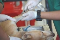 Правительство предлагает изменить порядок ветеринарного надзора