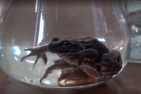 Учёные открыли уникальное свойство сибирских лягушек