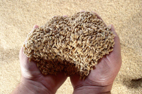 Россия вышла на первое место в мире по экспорту пшеницы, сообщил Медведев