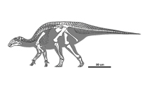 В Монголии обнаружили останки ранее неизвестного динозавра