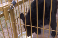 В Приморье появился первый приют для медведей
