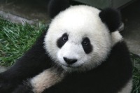 Лидеры России и Китая посетят церемонию передачи панд Московскому зоопарку