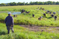 В Новосибирской области пересмотрят принципы поддержки сельских хозяйств