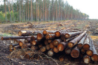 За незаконный вывоз леса ввели уголовную ответственность