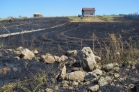 Под Севастополем сгорело лавандовое поле