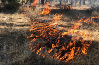 Площадь природного пожара в Оренбургской области достигла 50 тысяч гектаров