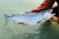 В Кемеровской области восстанавливают популяцию рыб семейства лососевых