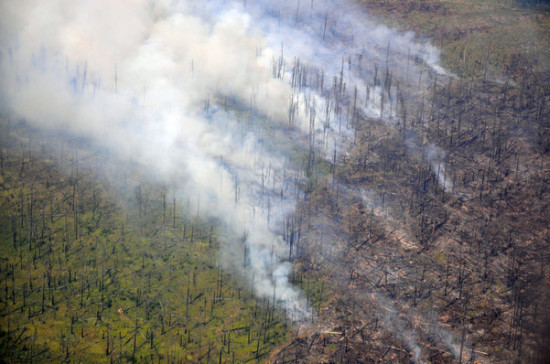 Кабмин направит деньги из резерва на тушение лесных пожаров