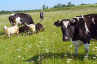 В Челябинской области построили загоны для бесхозных коров