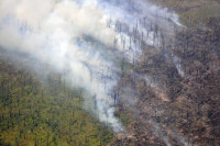 Рослесхоз оценил ущерб от лесных пожаров