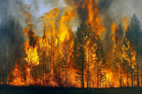 В МЧС назвали текущую площадь лесных пожаров в России