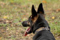 МЧС намерено проводить обязательную ежегодную диспансеризацию служебных собак 