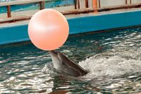 Карадагский дельфинарий в Крыму закрылся до весны