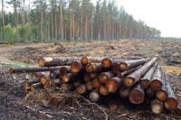 Государство повышает плату за аренду и заготовку леса
