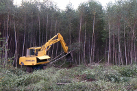 В Госдуме обсудят, как спасти лесной фонд