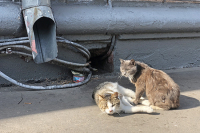 Ветеринары привезли бездомных животных из Луганска в Екатеринбург