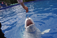 В российских дельфинариях могут запретить держать белух и косаток