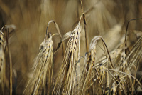 В Минсельхозе могут ввести ограничения на экспорт зерна при определённых условиях