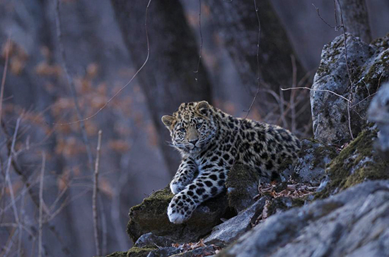 Нацпарк «Земля леопарда» увеличится на 7 тысяч га