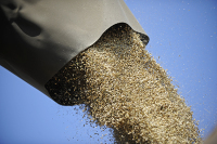Россия обошла по экспорту пшеницы США и Канаду, сообщил президент