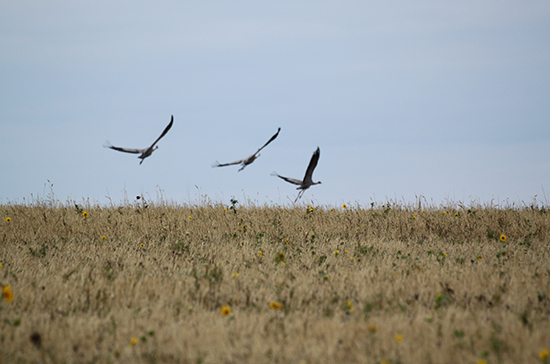 В кадастр недвижимости предложили вносить сведения о сельхозугодьях