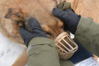 В России изменились правила выгула собак опасных пород