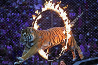 Медведев утвердил требования по использованию животных в цирках