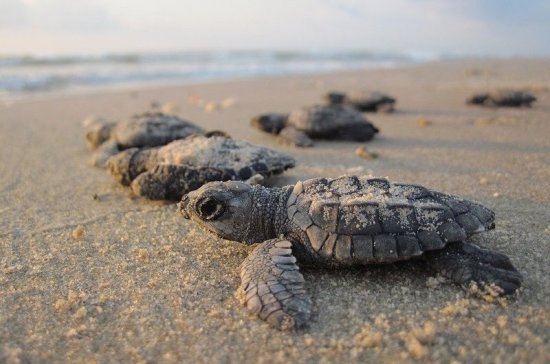 Несколько сот черепах погибли в Мексике из-за «красного прилива»