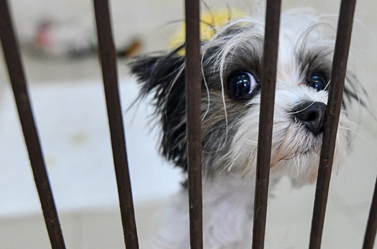 В Госдуме попросили проверить выполнение норм по приютам для животных