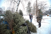 Жители Санкт-Петербурга смогут отправить новогодние ёлки на переработку