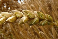 Минсельхоз готовит проект о временном ограничении экспорта зерна