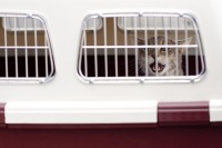 Минтранс обсудит с авиакомпаниями перевозку животных в салоне самолёта